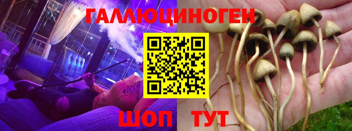 Галлюциногенные грибы Psilocybine cubensis Тамбов